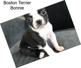 Boston Terrier Bonnie