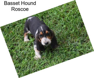 Basset Hound Roscoe