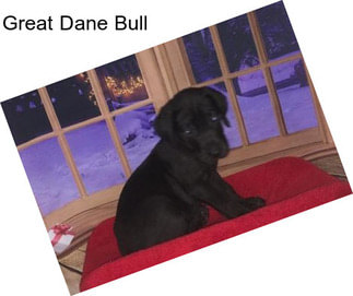Great Dane Bull