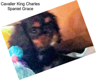 Cavalier King Charles Spaniel Grace