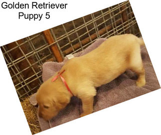 Golden Retriever Puppy 5