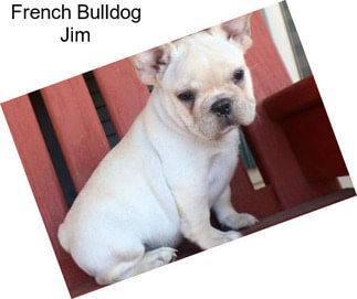French Bulldog Jim