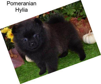 Pomeranian Hylia