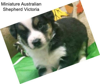 Miniature Australian Shepherd Victoria