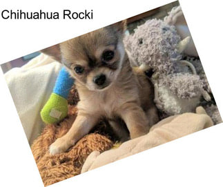 Chihuahua Rocki