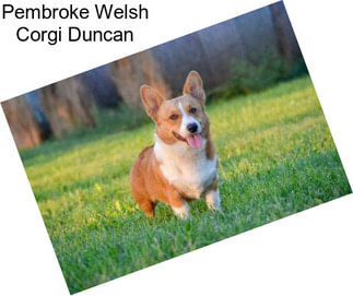 Pembroke Welsh Corgi Duncan