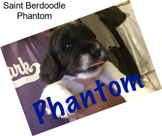 Saint Berdoodle Phantom