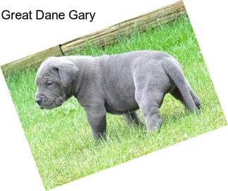 Great Dane Gary