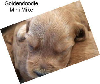 Goldendoodle Mini Mike