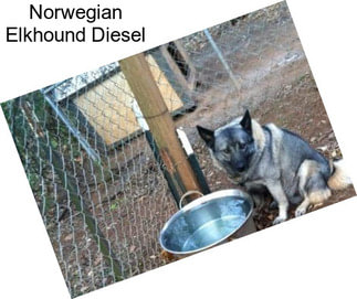 Norwegian Elkhound Diesel