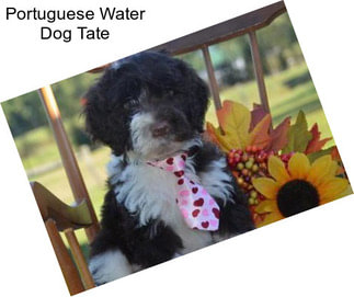 Portuguese Water Dog Tate