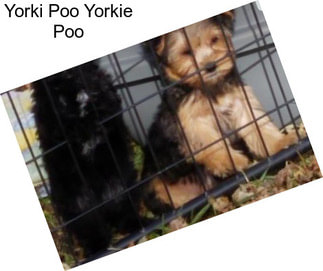 Yorki Poo Yorkie Poo