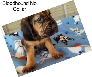 Bloodhound No Collar