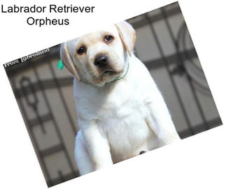 Labrador Retriever Orpheus