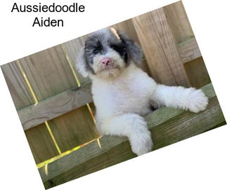 Aussiedoodle Aiden