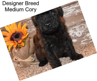 Designer Breed Medium Cory