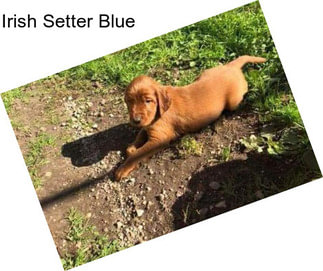 Irish Setter Blue