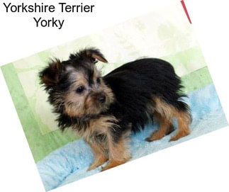 Yorkshire Terrier Yorky