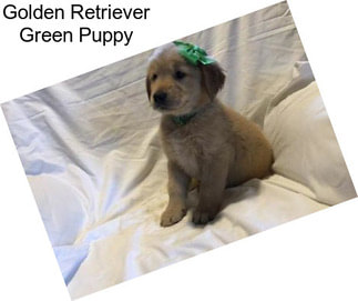 Golden Retriever Green Puppy
