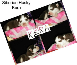 Siberian Husky Kera