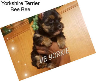 Yorkshire Terrier Bee Bee