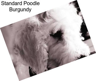 Standard Poodle Burgundy