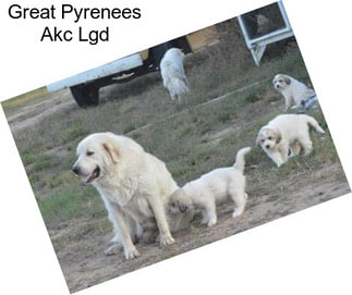 Great Pyrenees Akc Lgd