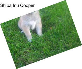 Shiba Inu Cooper