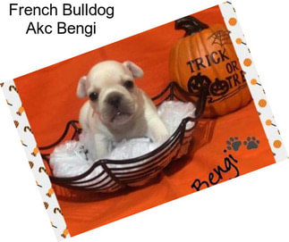 French Bulldog Akc Bengi