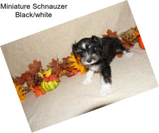 Miniature Schnauzer Black/white