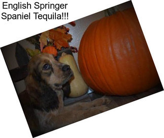 English Springer Spaniel Tequila!!!