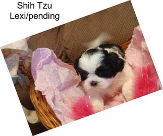 Shih Tzu Lexi/pending