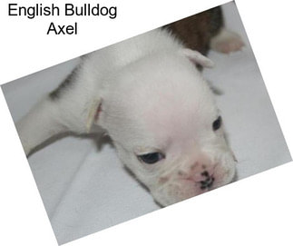 English Bulldog Axel
