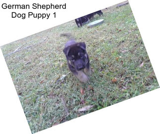 German Shepherd Dog Puppy 1