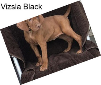 Vizsla Black