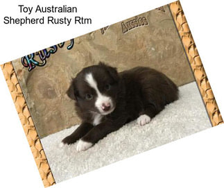 Toy Australian Shepherd Rusty Rtm
