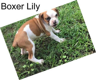 Boxer Lily