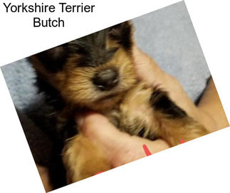 Yorkshire Terrier Butch