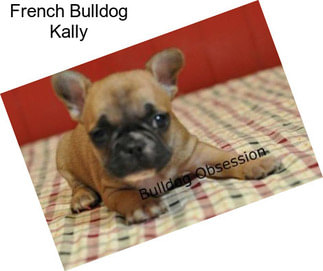 French Bulldog Kally