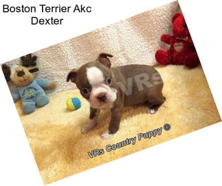 Boston Terrier Akc Dexter