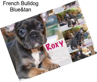 French Bulldog Blue&tan