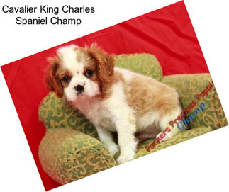 Cavalier King Charles Spaniel Champ