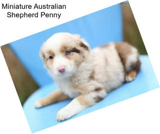 Miniature Australian Shepherd Penny