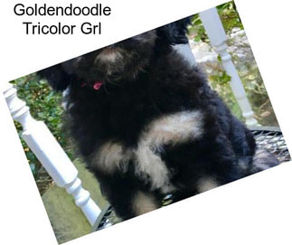 Goldendoodle Tricolor Grl