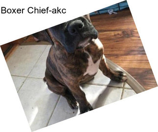 Boxer Chief-akc