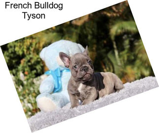 French Bulldog Tyson