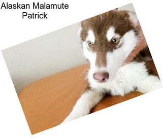 Alaskan Malamute Patrick