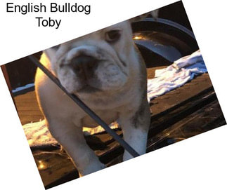 English Bulldog Toby