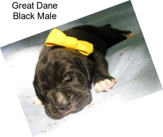 Great Dane Black Male