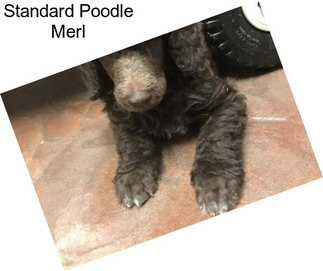 Standard Poodle Merl